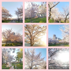 大阪の桜(*´ω｀*)✨『かるふわ撮影(^^♪✨』