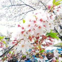 桜を満喫しました＾＾
