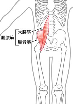 腸骨筋群と肩甲骨筋群の話✨